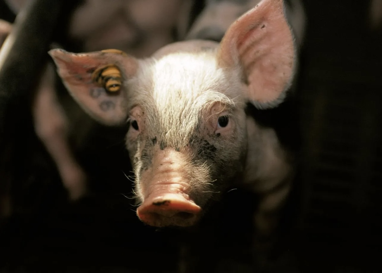 C Te Divoire D Couverte De Nouveaux Foyers De Peste Porcine