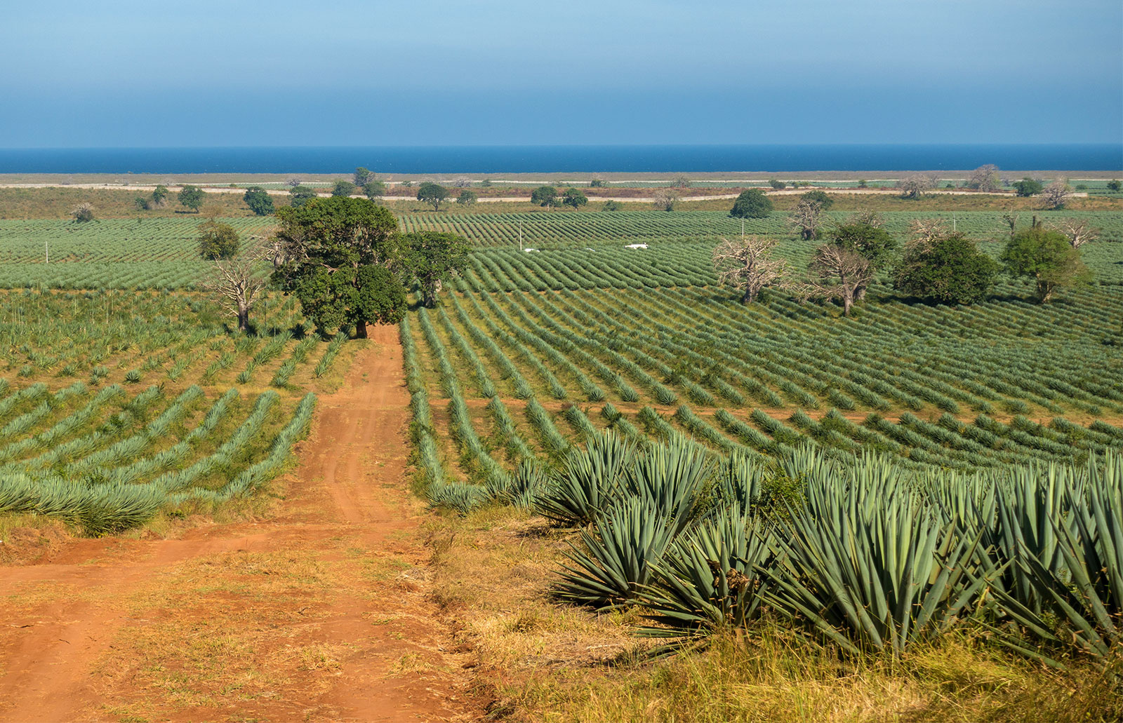 Afrique  l'agriculture commerciale résiste malgré la pandémie, selon